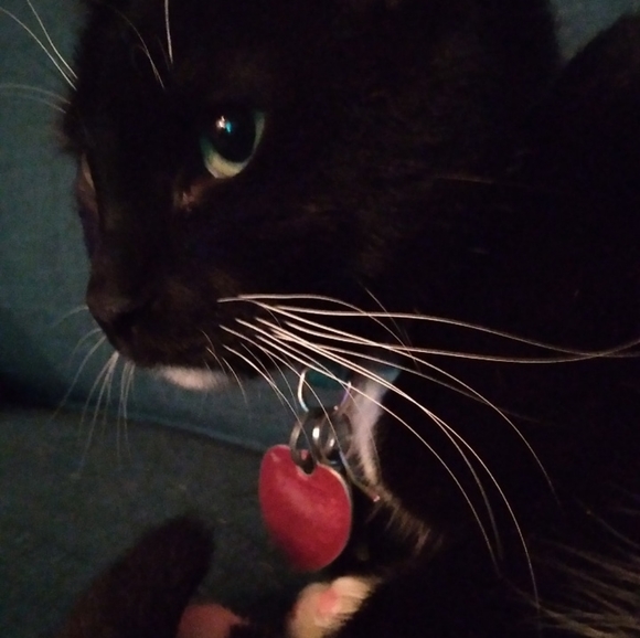 Meet your Posher, Gabby - Picture 1 of 1